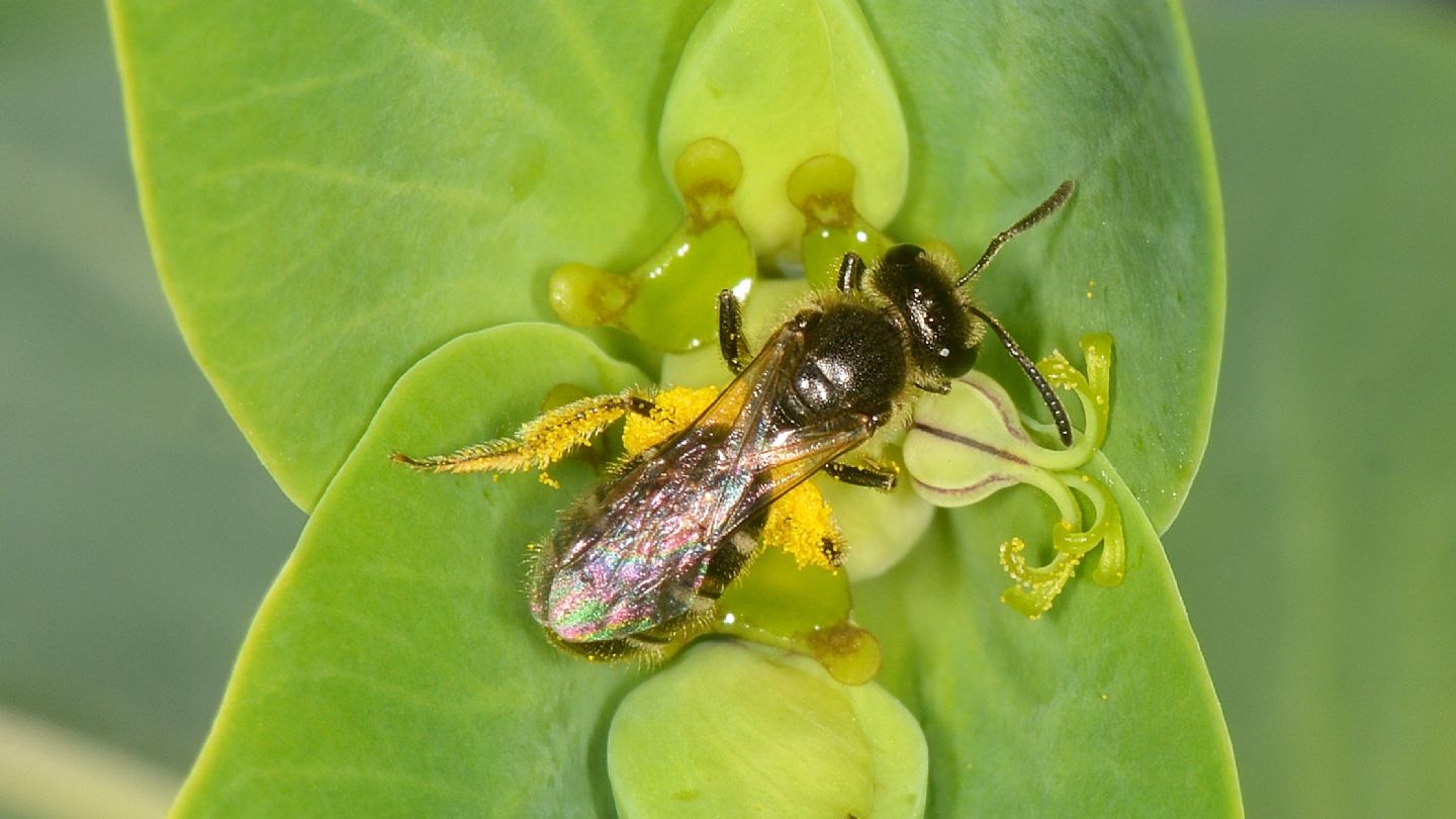 Apidae?   S, Apidae Halictinae: Lasioglossum sp., femmina