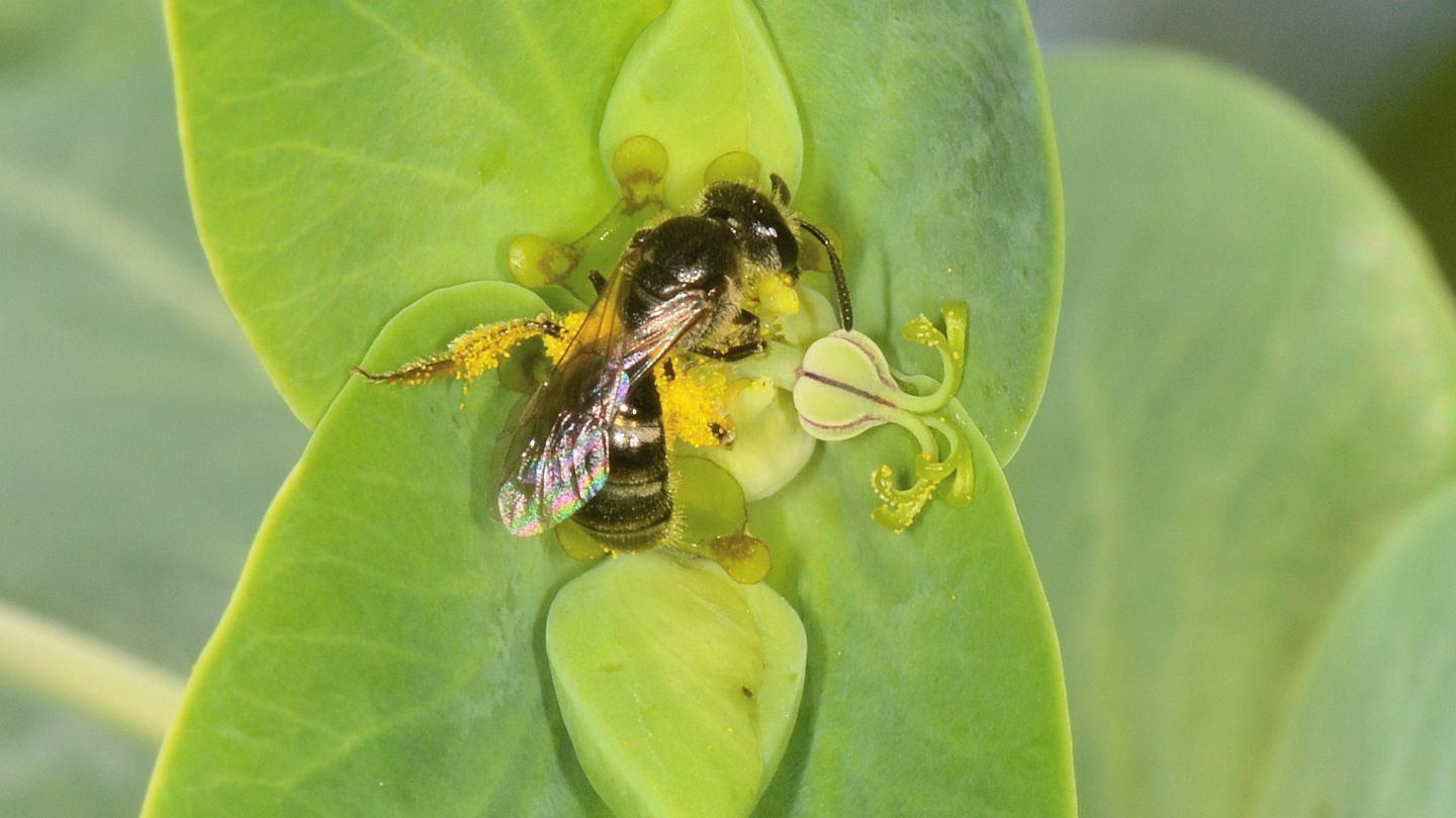 Apidae?   S, Apidae Halictinae: Lasioglossum sp., femmina