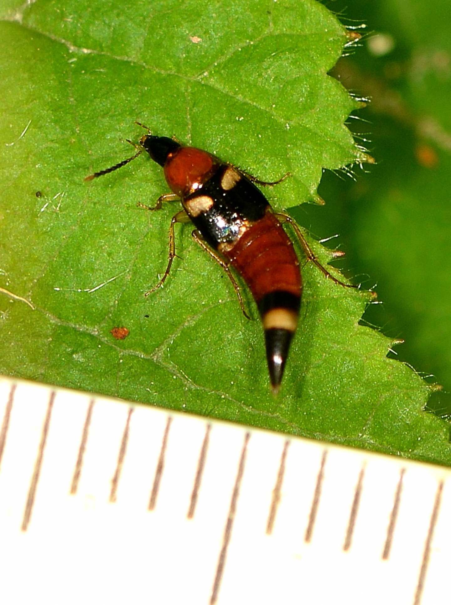 Staphylinidae: Lordithon lunulatus