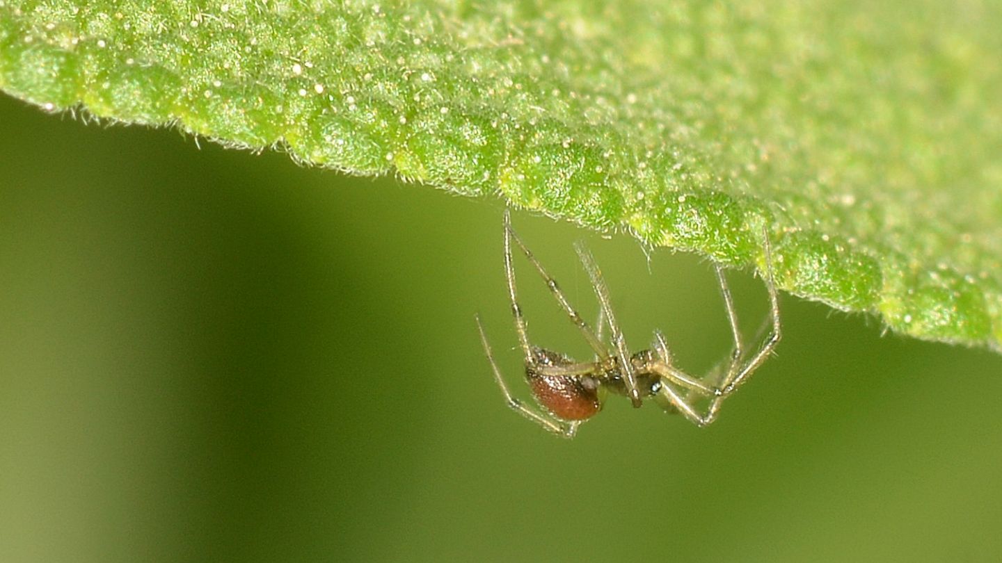 Ostearius melanopygius - Mediglia (MI)