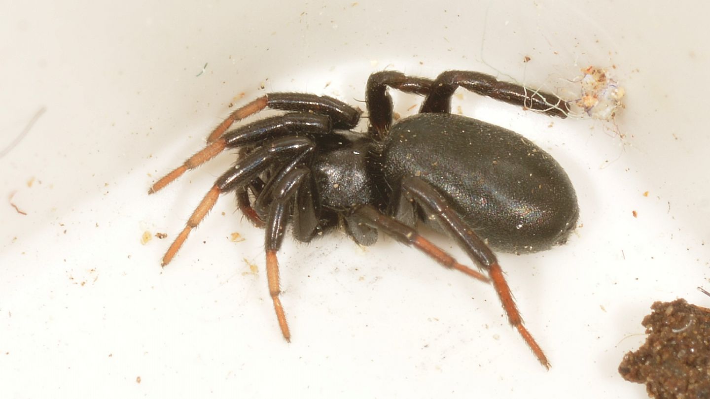 Drassyllus sp. (cfr.) - Bannio Anzino (VCO)