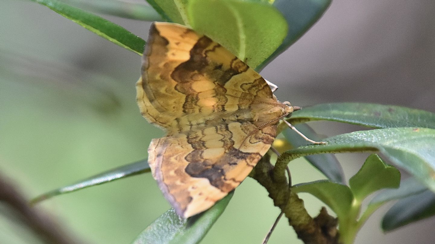 Eulithis populata - Geometridae