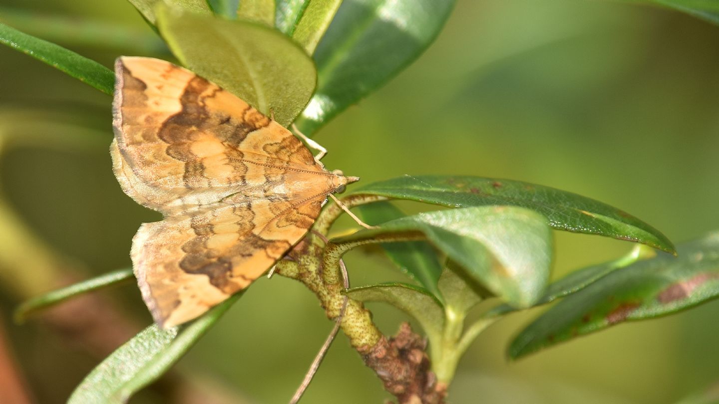 Eulithis populata - Geometridae