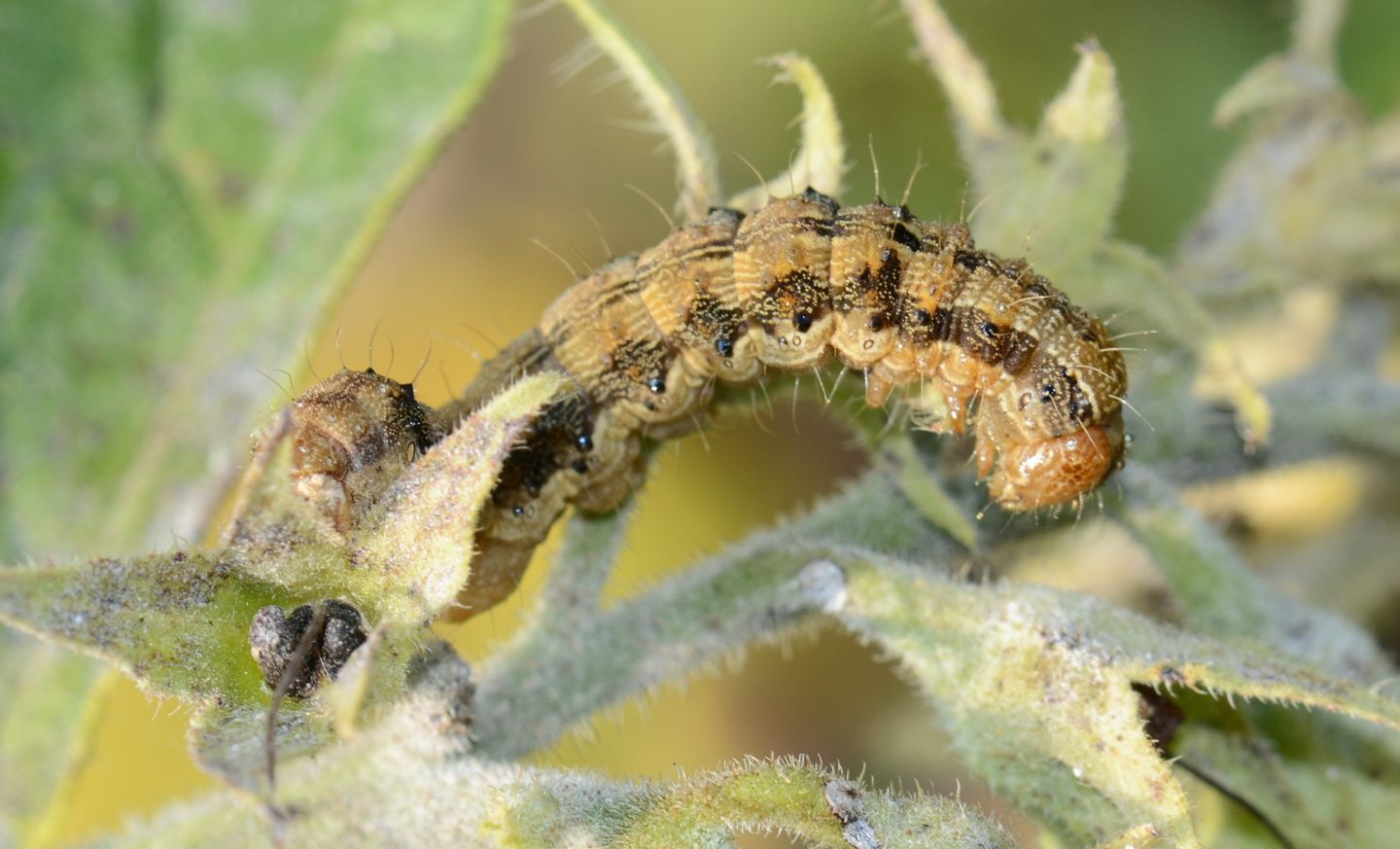 Larva da id: Helicoverpa armigera - Noctuidae