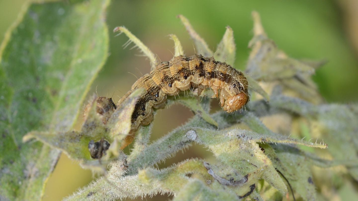 Larva da id: Helicoverpa armigera - Noctuidae