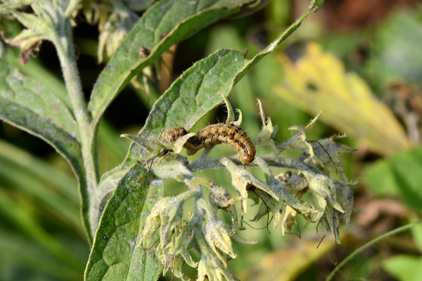 Larva da id: Helicoverpa armigera - Noctuidae