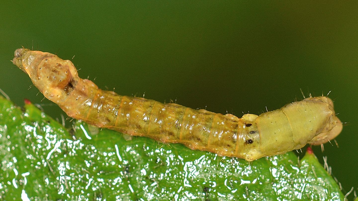 Larva verdastra: Thyatira batis - Drepanidae