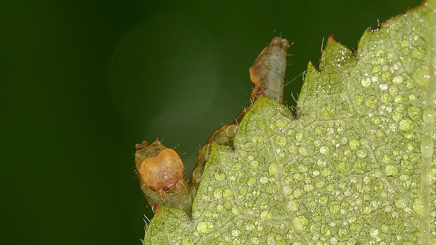 Larva verdastra: Thyatira batis - Drepanidae