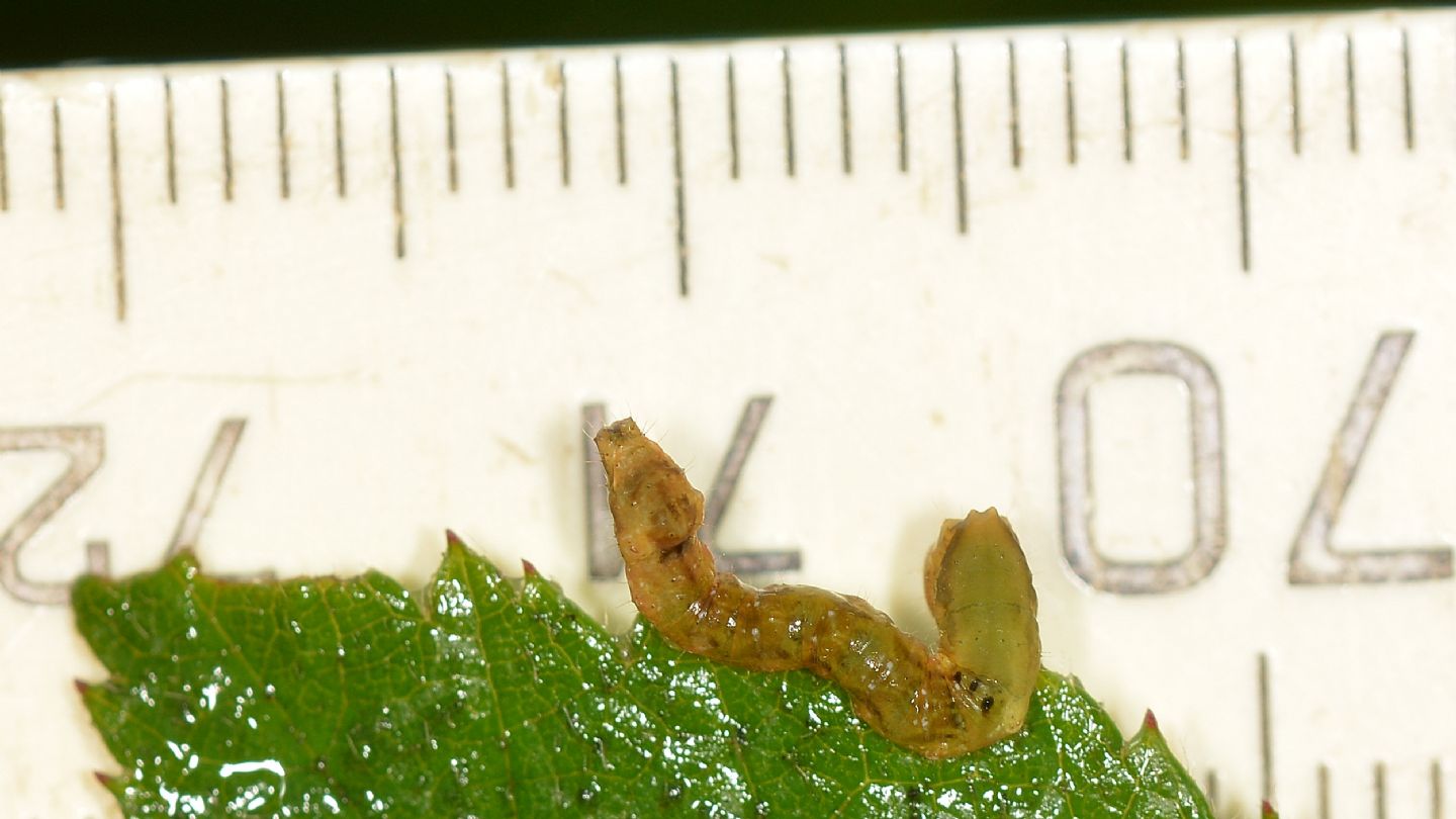 Larva verdastra: Thyatira batis - Drepanidae