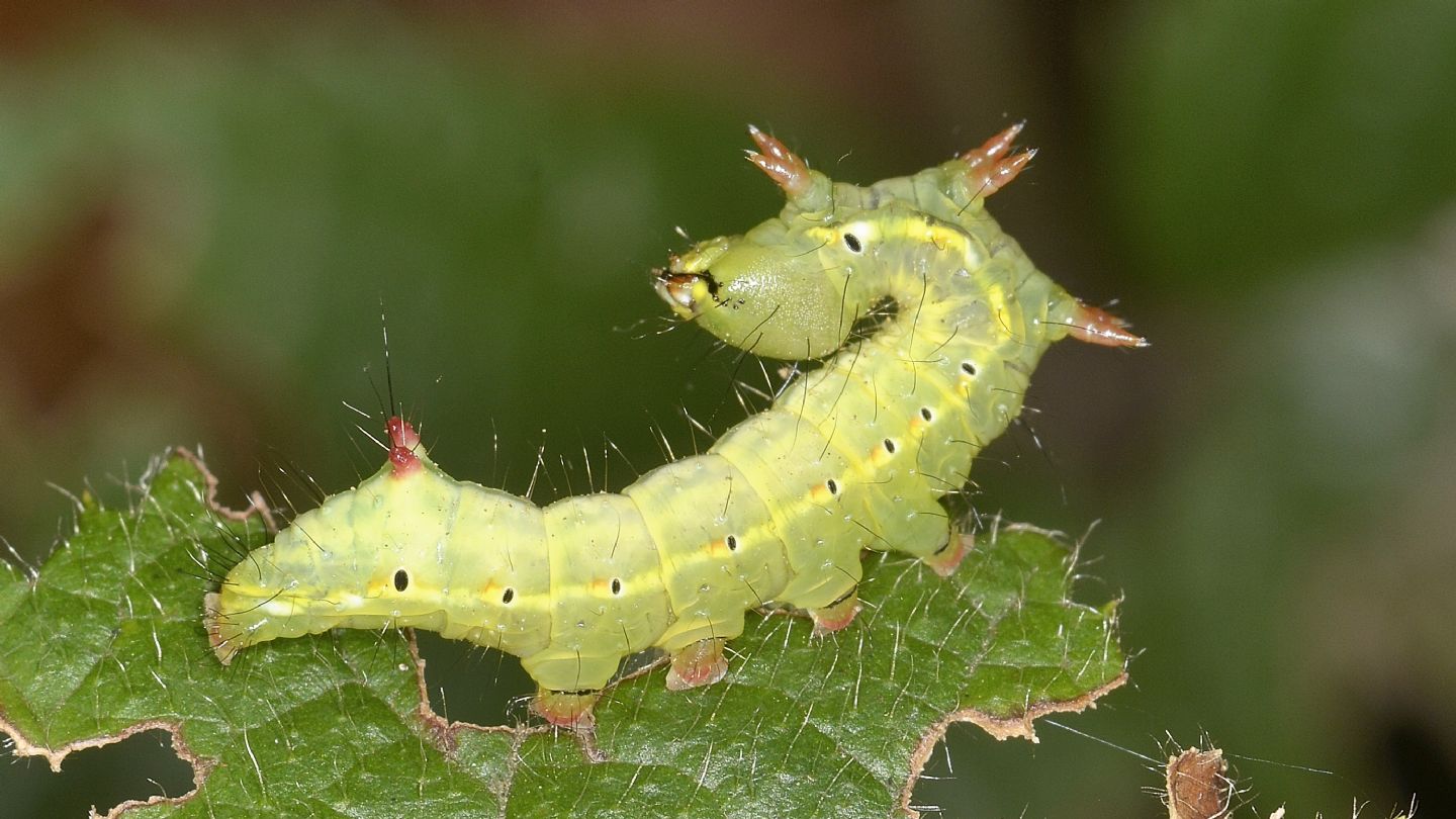 Larva di Ptilodon capucina - Notodontidae