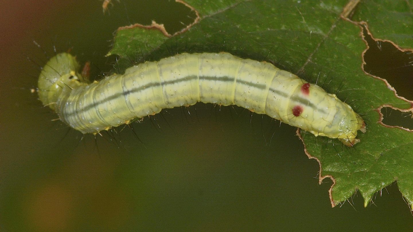 Larva di Ptilodon capucina - Notodontidae