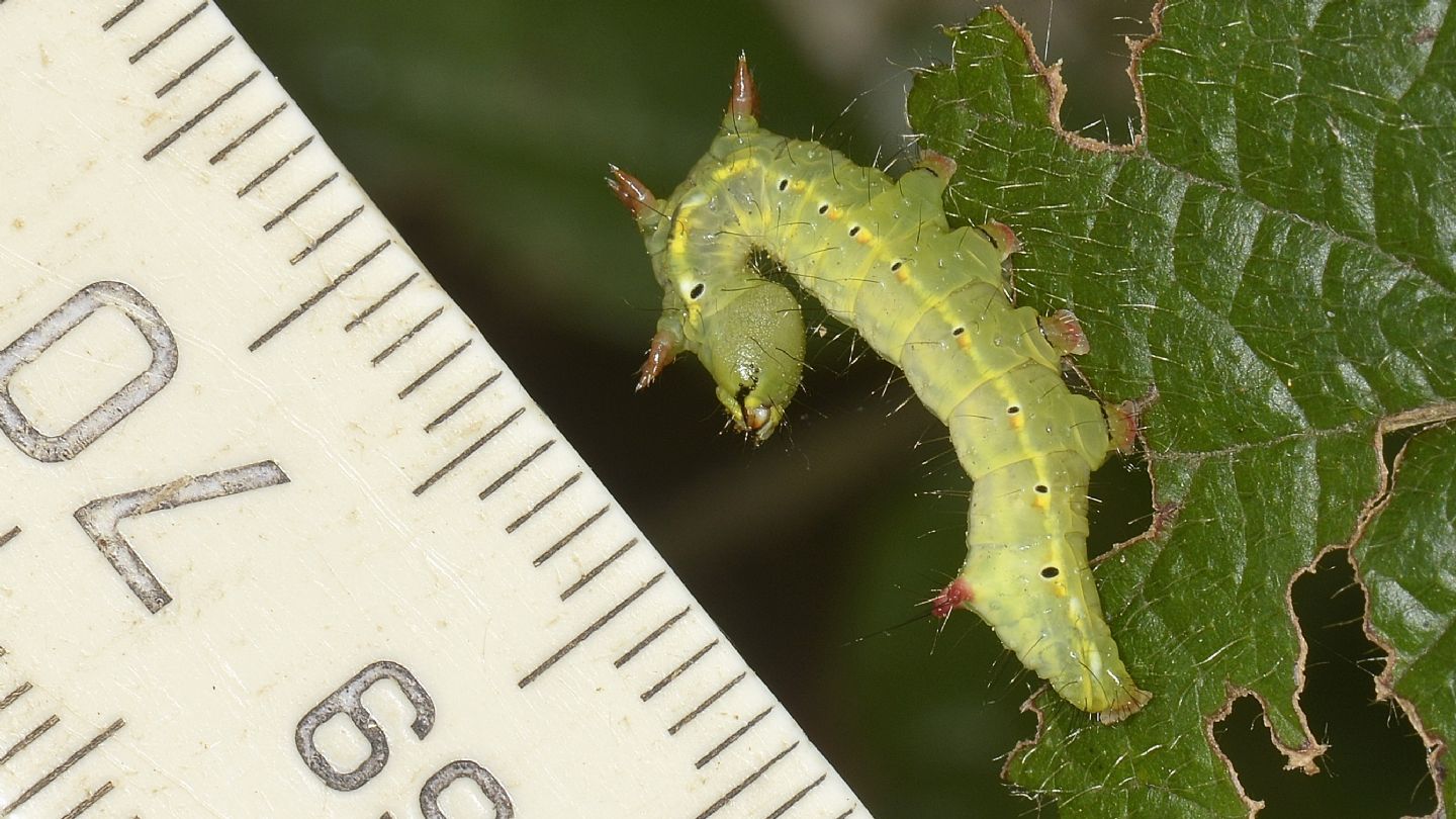 Larva di Ptilodon capucina - Notodontidae