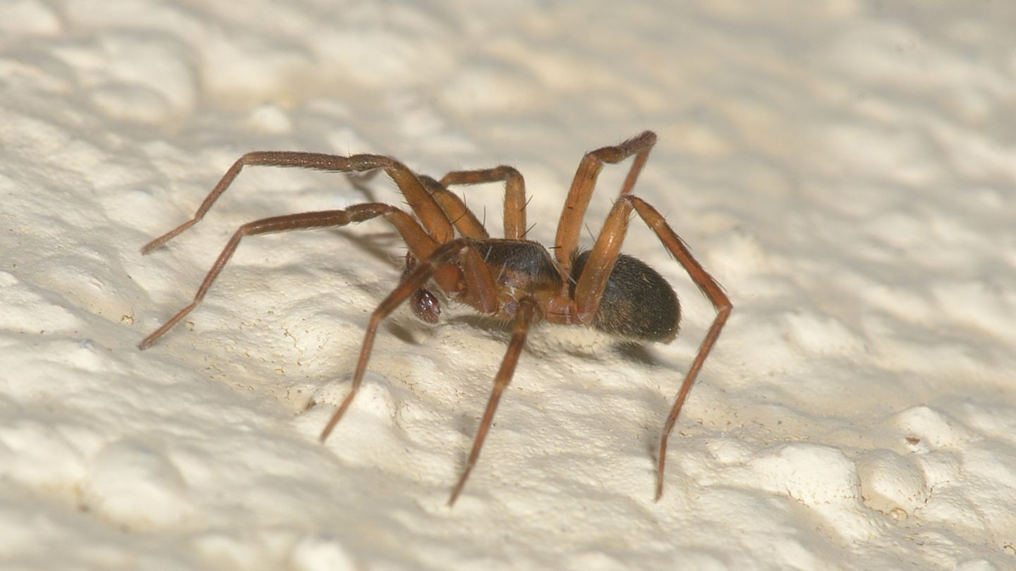 Lycosidae ? No, Liocranidae: Scotina celans, maschio - Bannio Anzino (VCO)