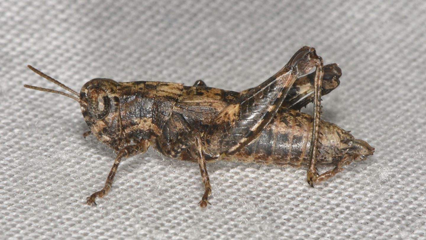 Acrididae in casa: Pezotettix giornae da confermare