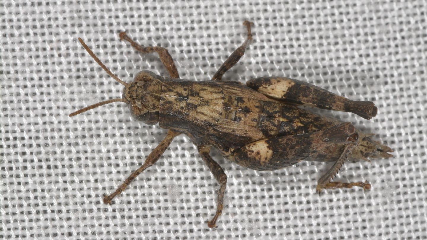 Acrididae in casa: Pezotettix giornae da confermare