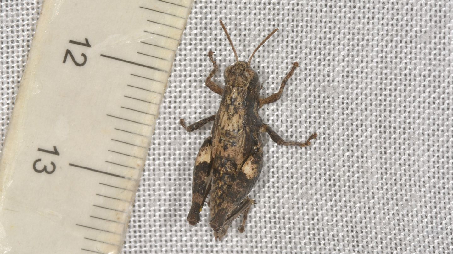 Acrididae in casa: Pezotettix giornae da confermare