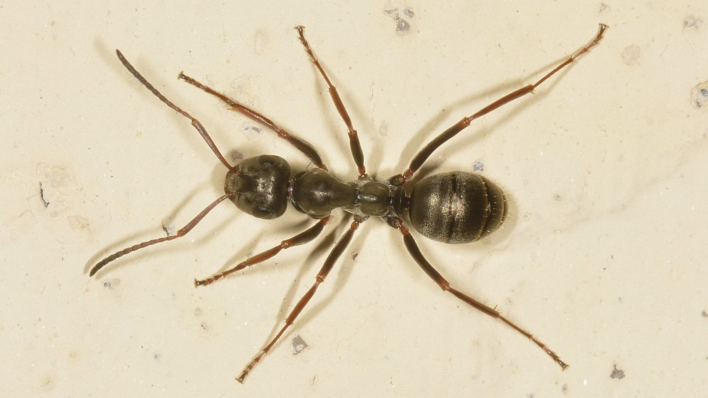 Formica sp.?  S