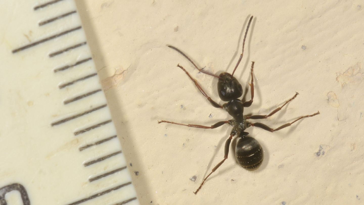 Formica sp.?  S