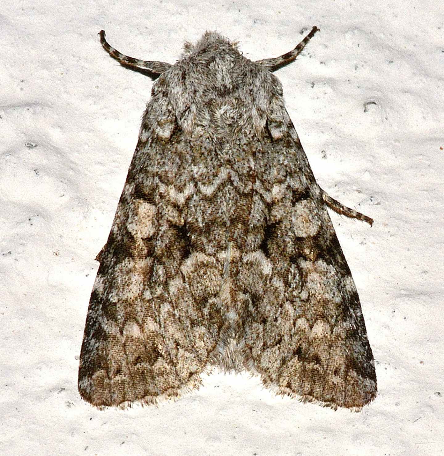 Noctuidae: Antitype chi