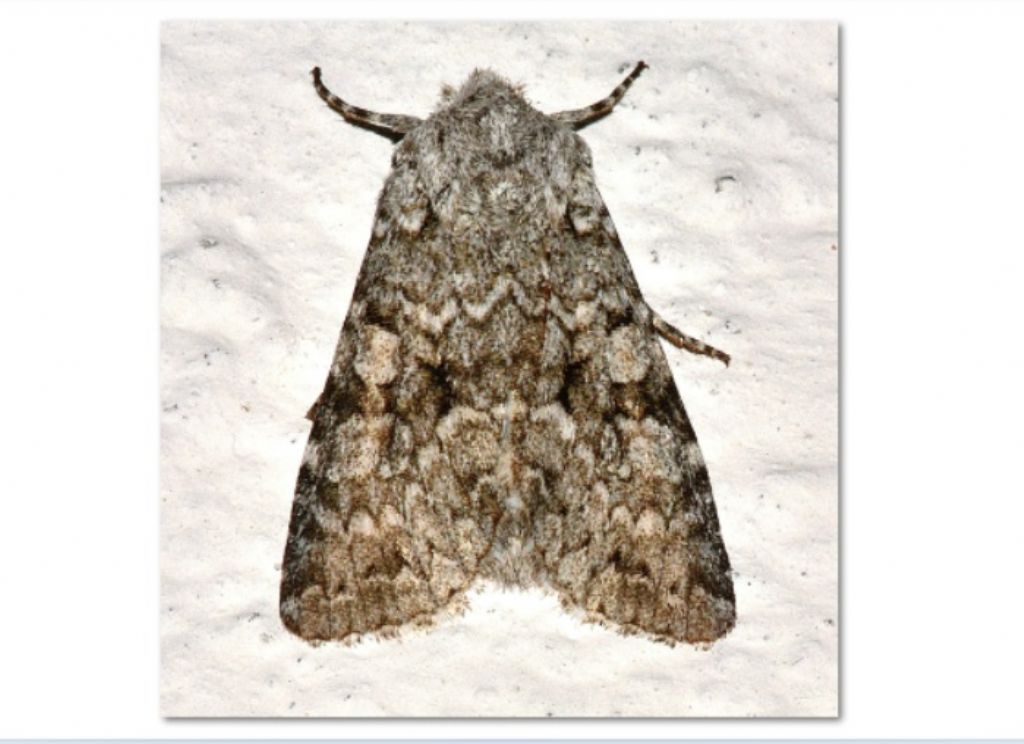 Noctuidae: Antitype chi