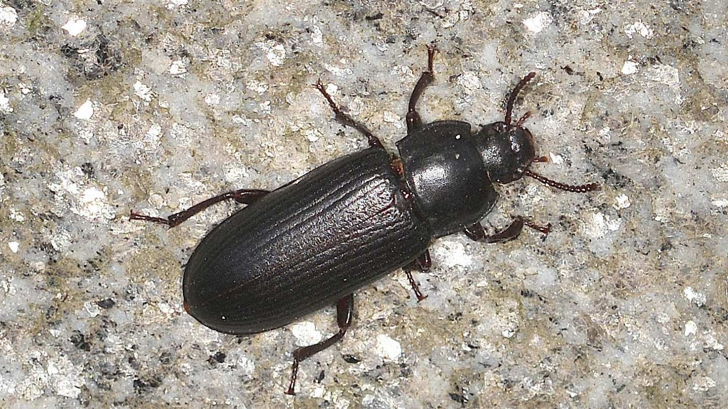 Tenebrionidae ? S, Tenebrio molitor