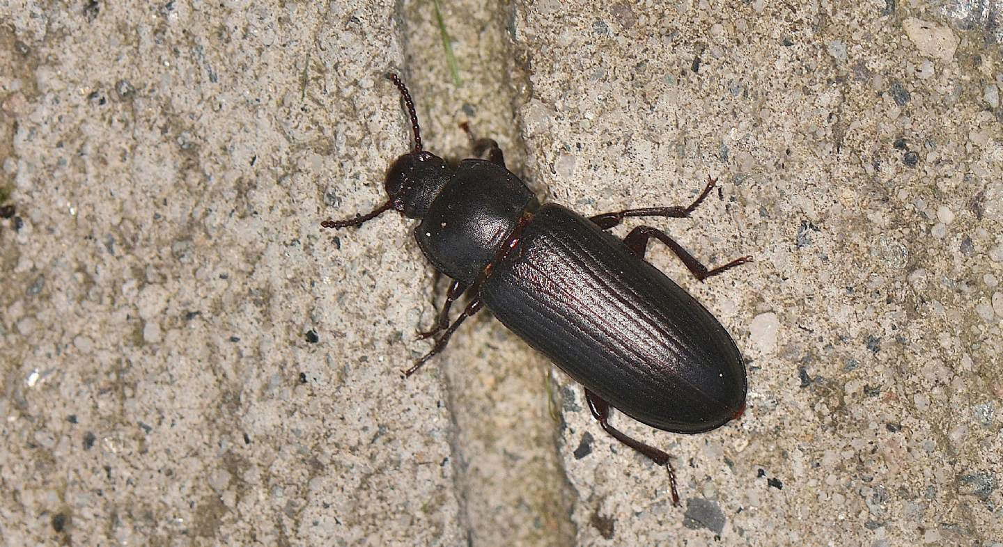 Tenebrionidae ? S, Tenebrio molitor