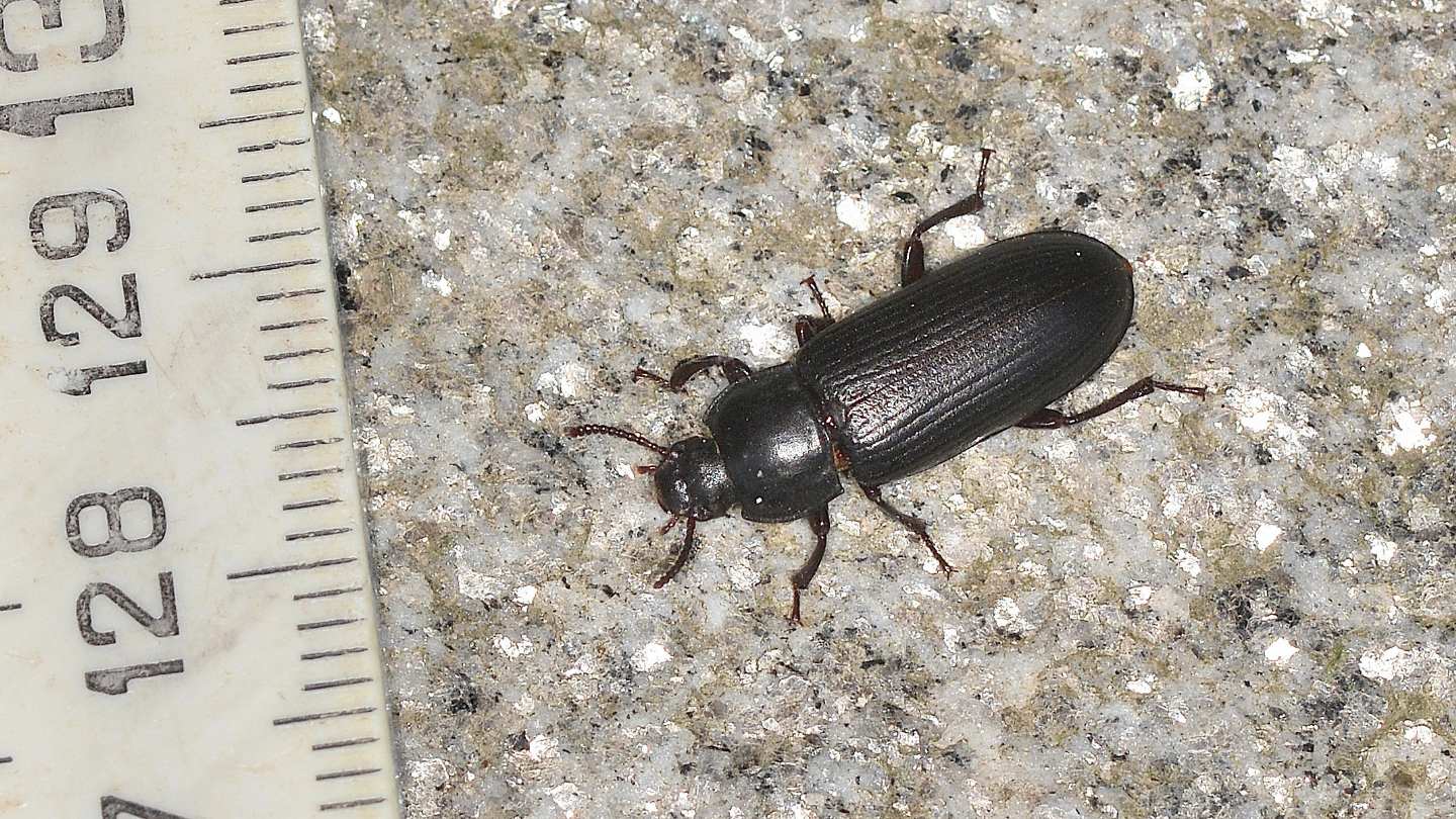 Tenebrionidae ? S, Tenebrio molitor