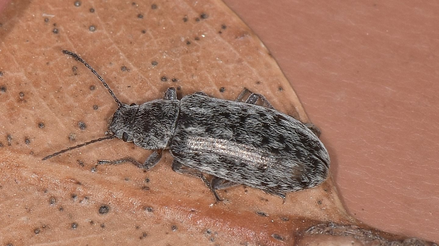 Tenebrionidae corso: Nephodinus sp.