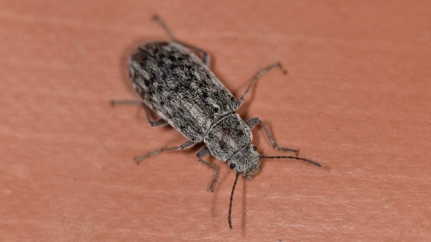 Tenebrionidae corso: Nephodinus sp.