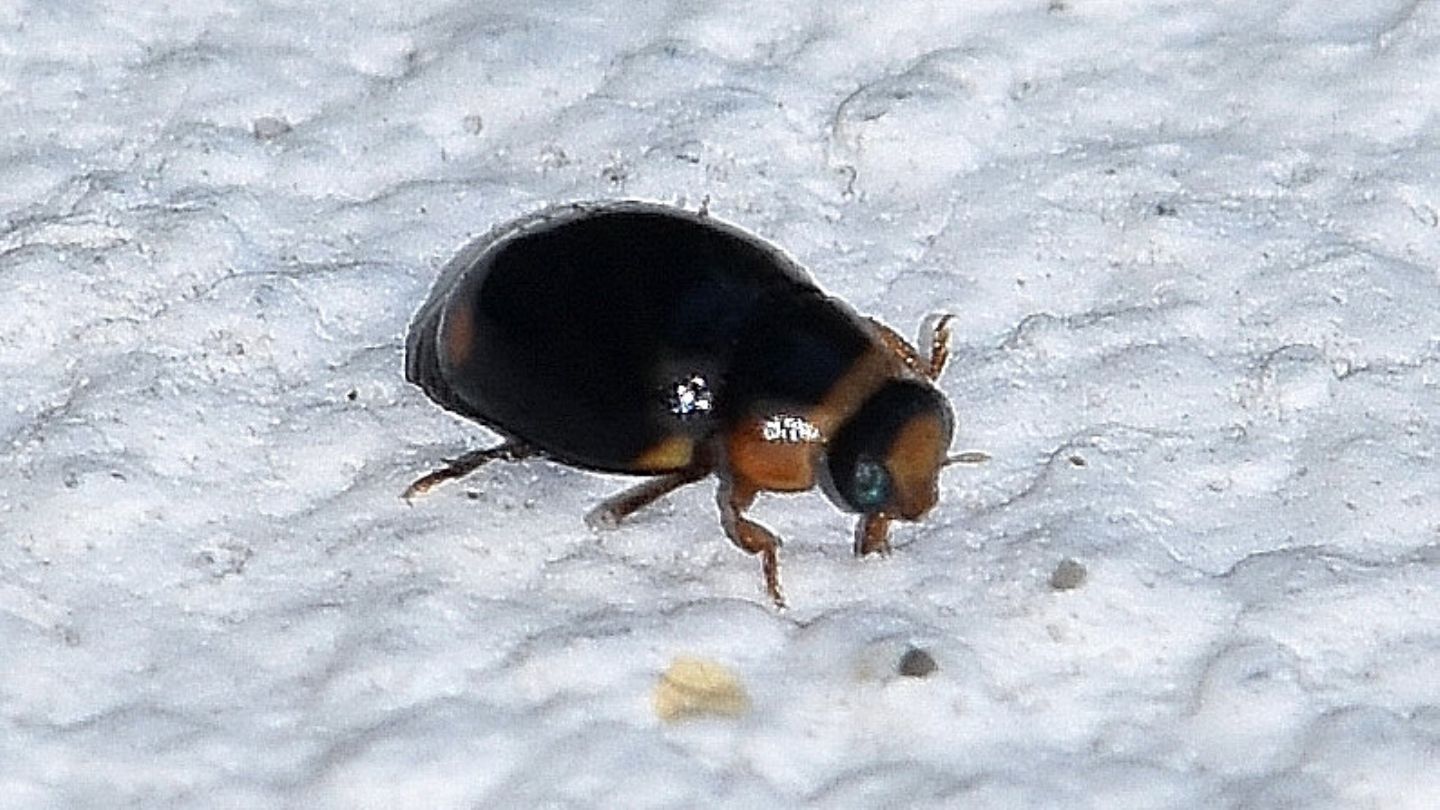 Coccinellidae: Hyperaspis sp.