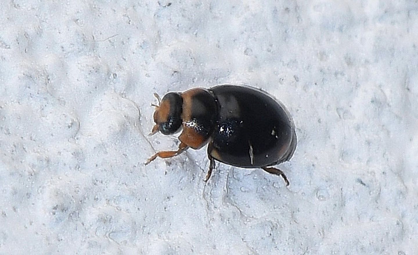 Coccinellidae: Hyperaspis sp.