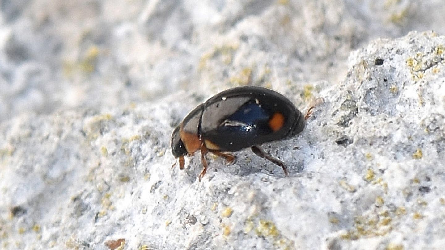 Coccinellidae: Hyperaspis sp.