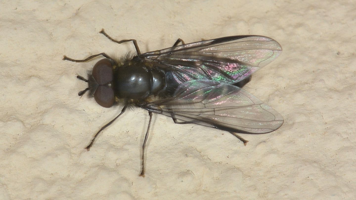 Ali con nero: Syrphidae: cfr. Pipiza noctiluca