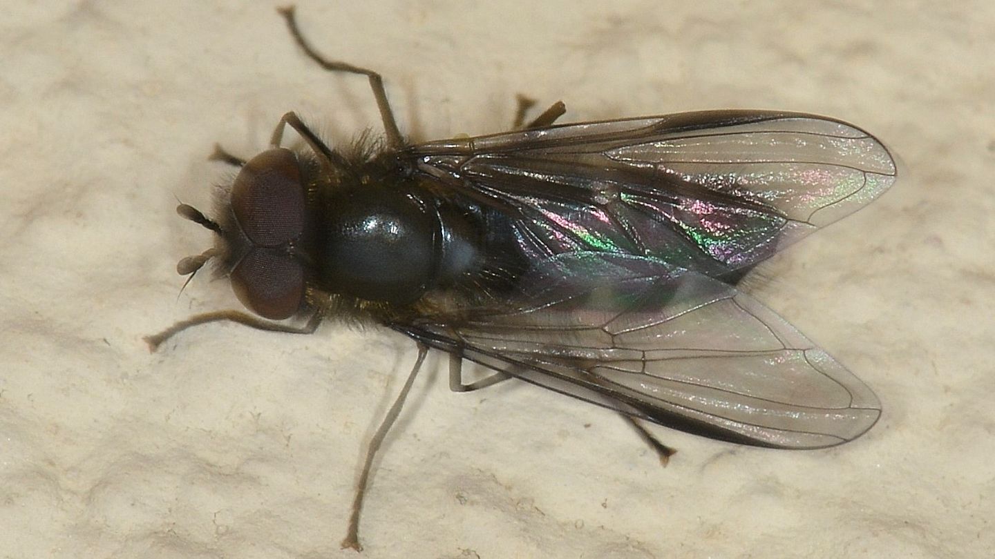 Ali con nero: Syrphidae: cfr. Pipiza noctiluca