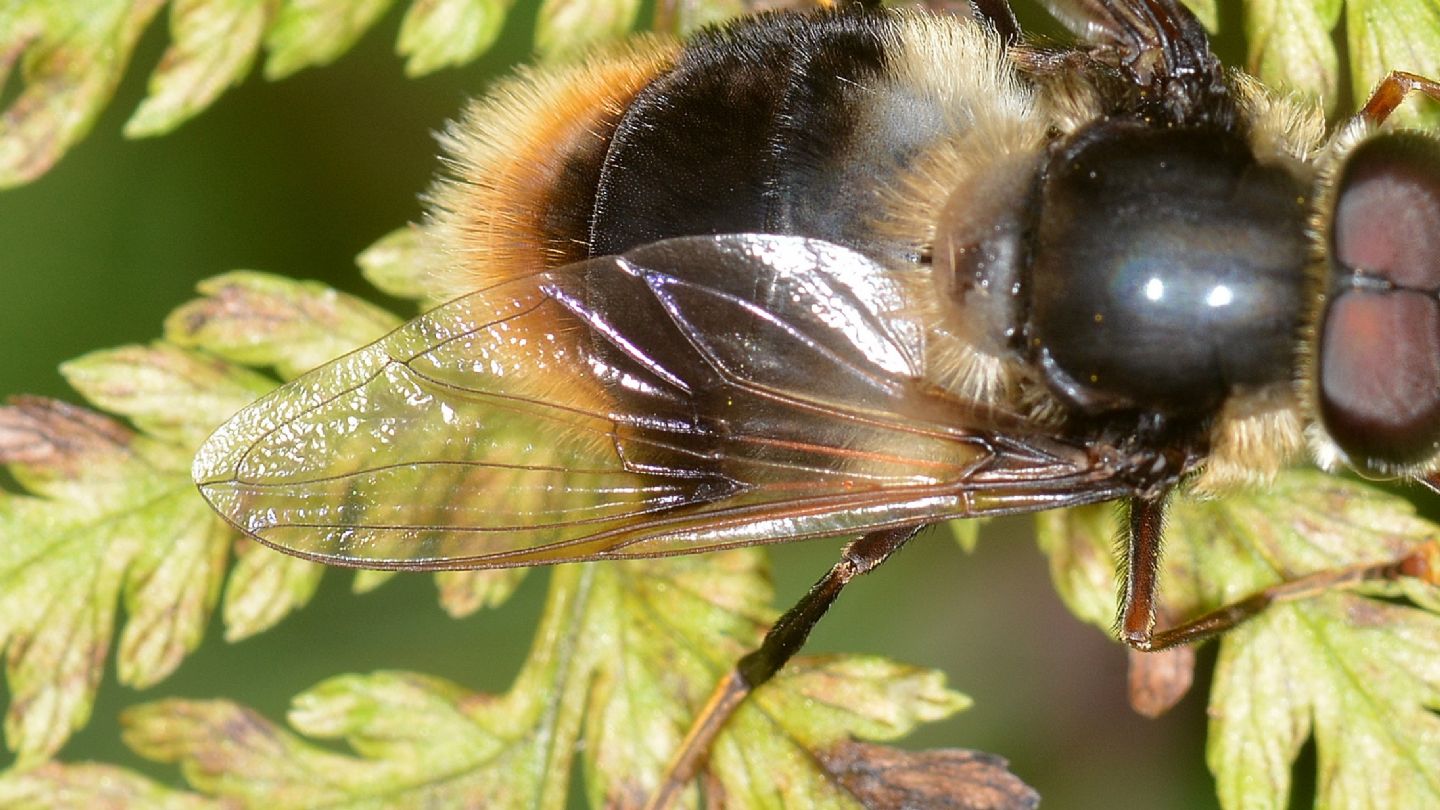 Syrphidae: Cheilosia cfr. illustrata