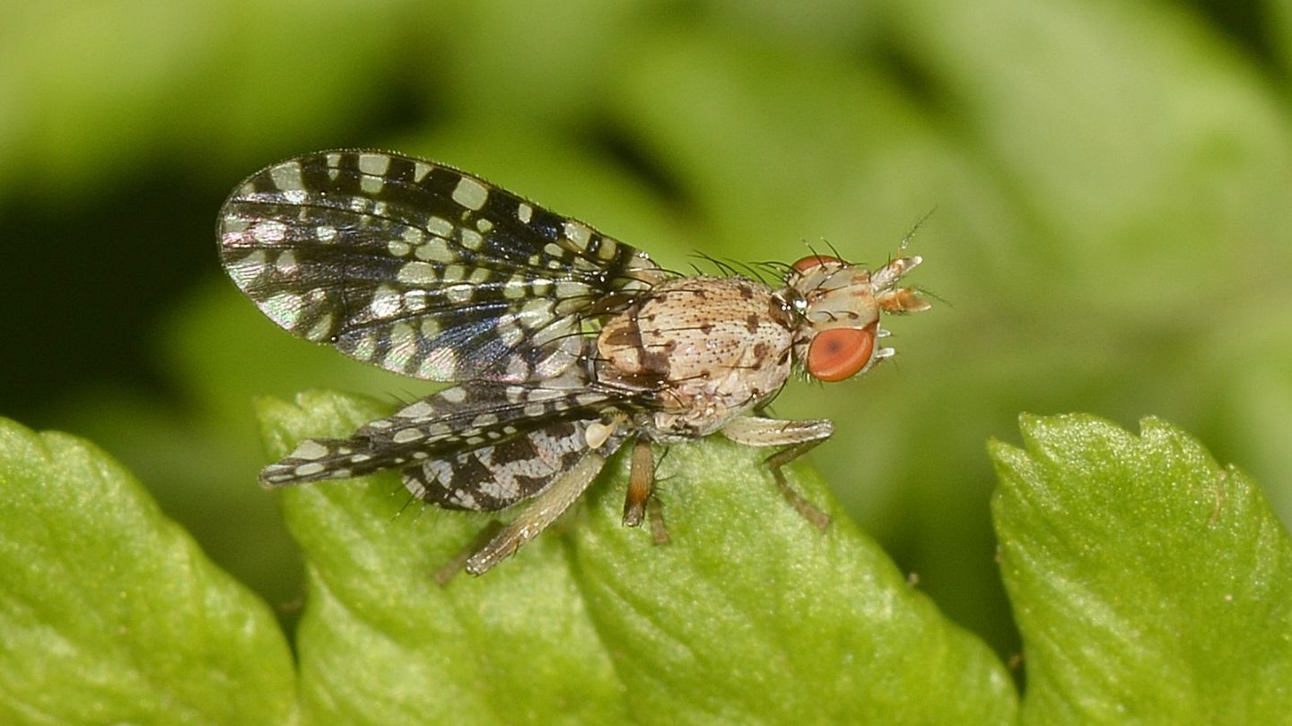 Thepritidae da id ? No, Sciomyzidae: Trypetoptera punctulata