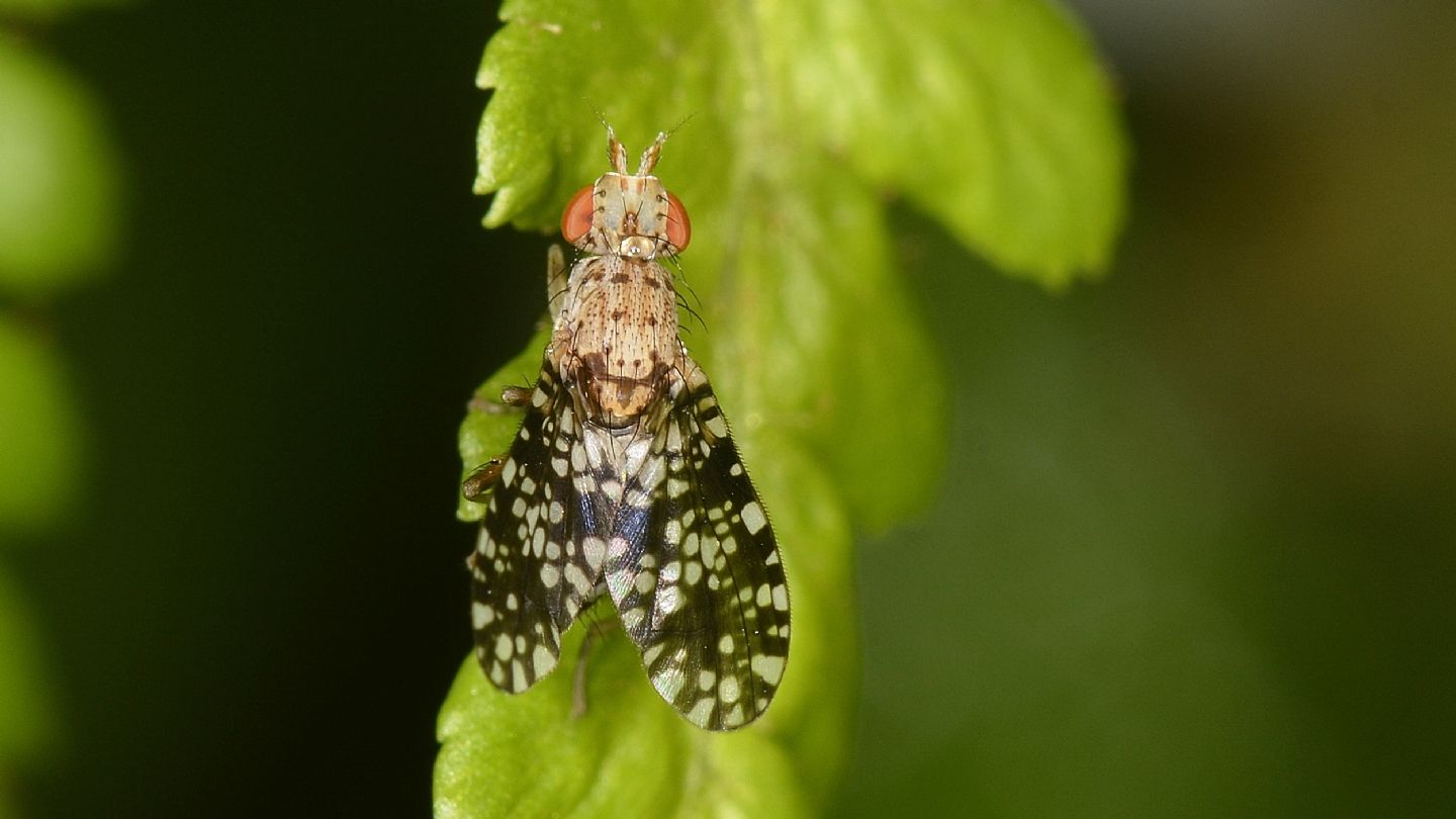 Thepritidae da id ? No, Sciomyzidae: Trypetoptera punctulata