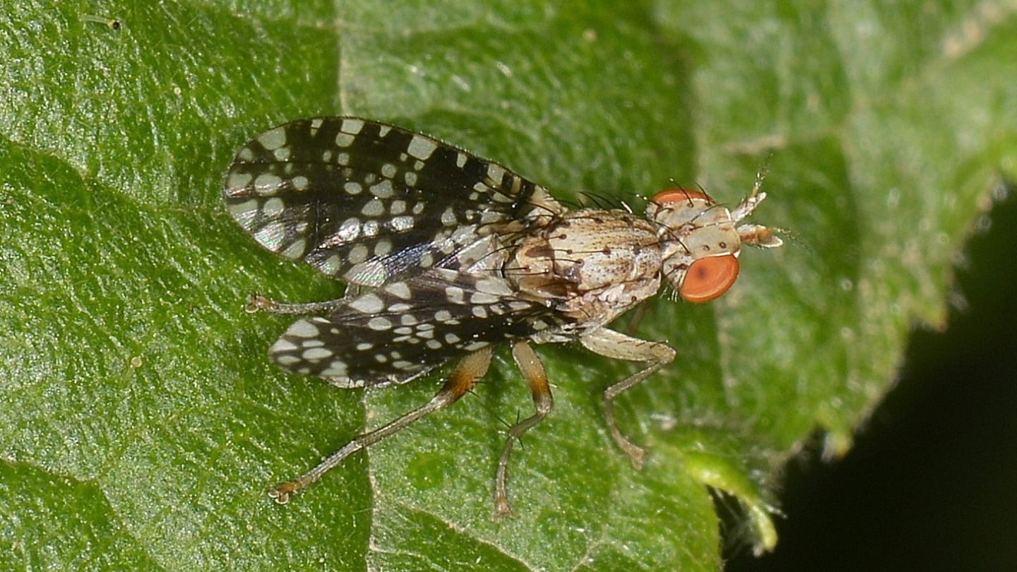 Thepritidae da id ? No, Sciomyzidae: Trypetoptera punctulata