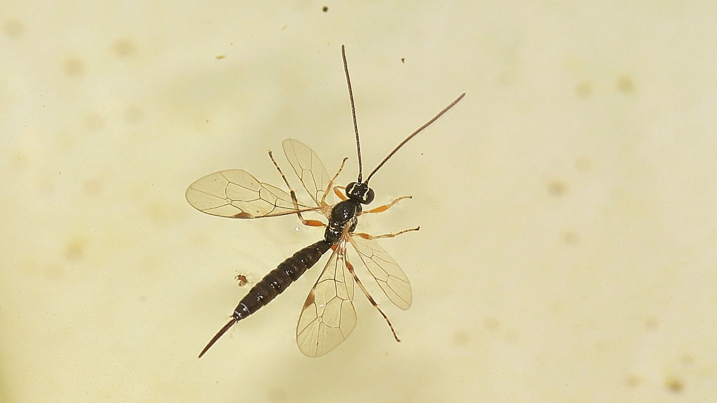 Ichneumonidae nell''acqua