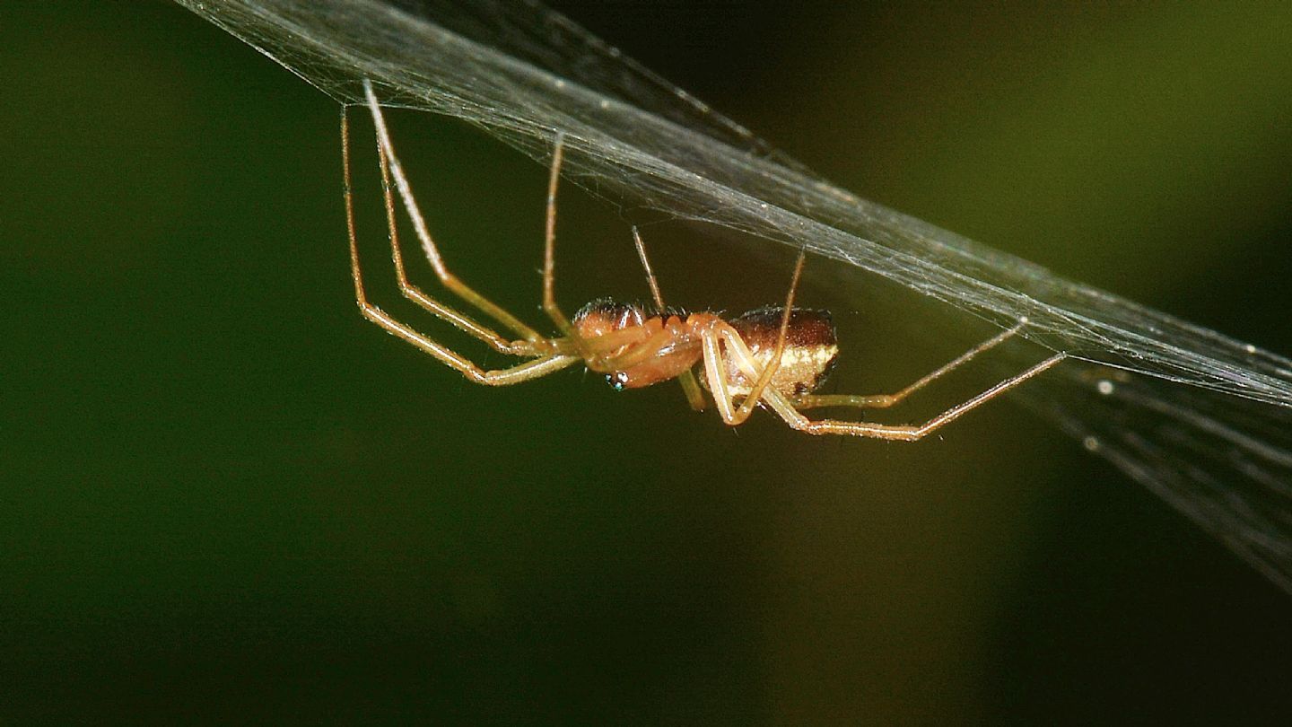 Linyphiidae: cfr. Linyphia sp., maschio - Bannio Anzino (VCO)