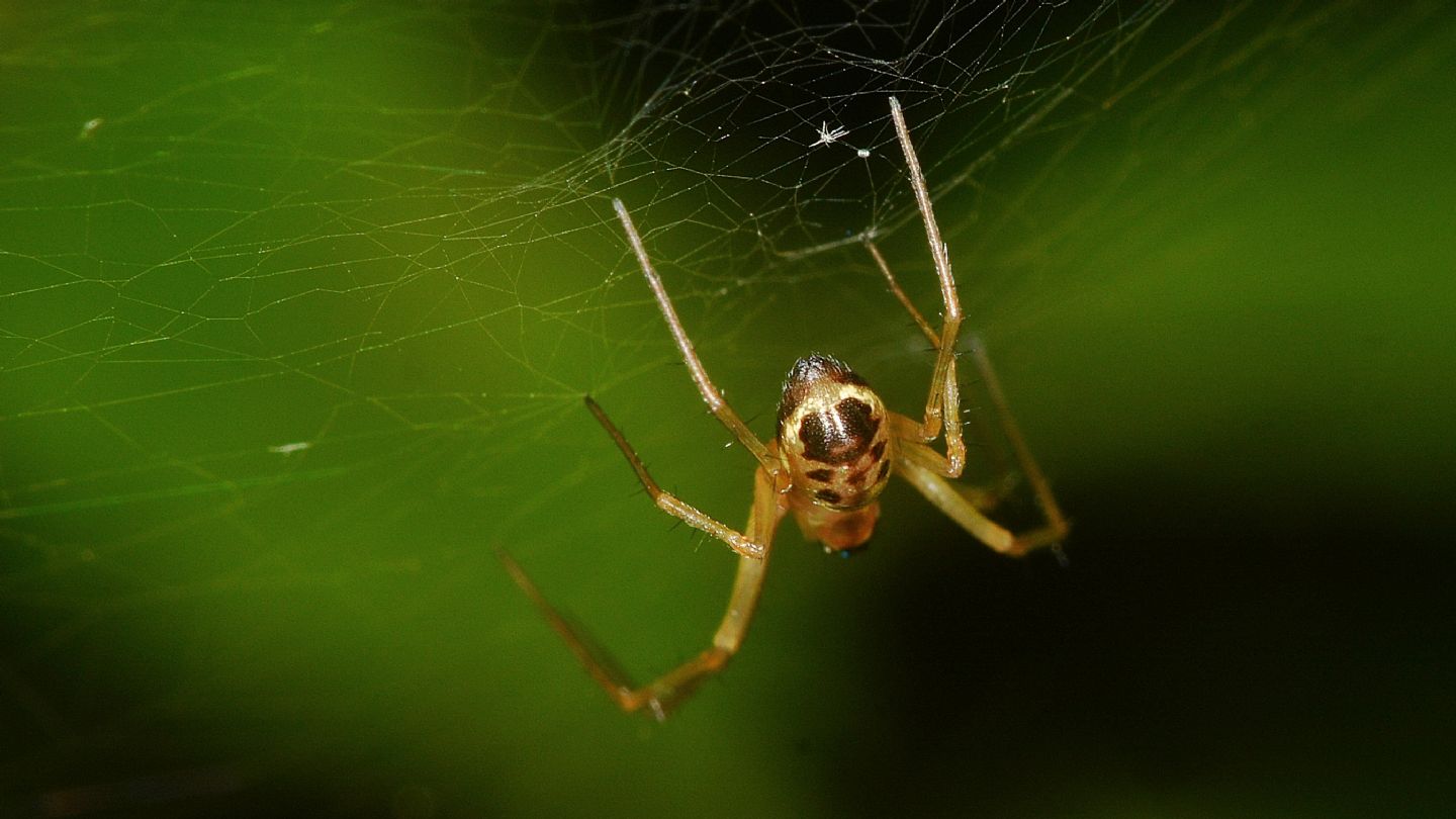 Linyphiidae: cfr. Linyphia sp., maschio - Bannio Anzino (VCO)