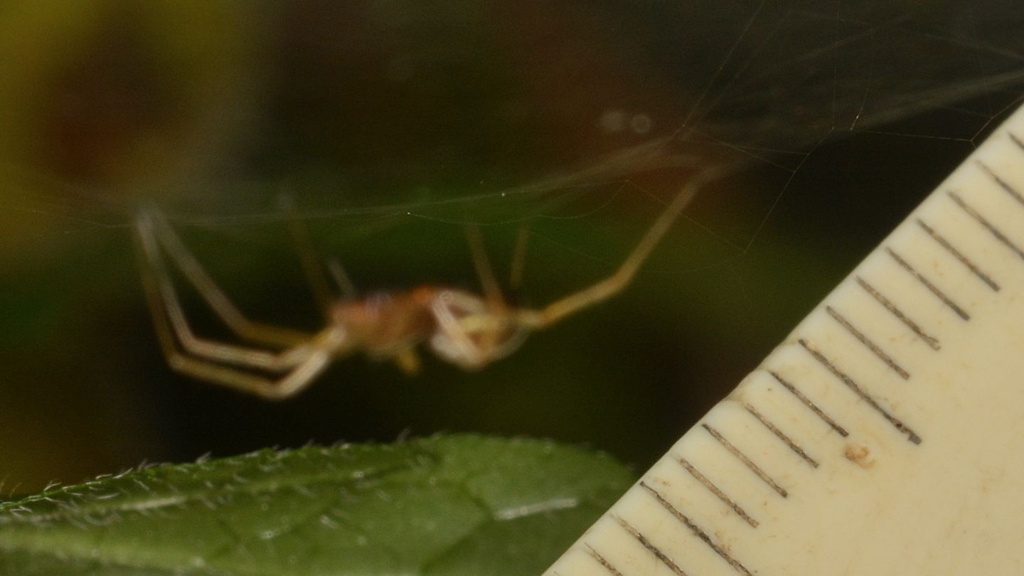 Linyphiidae: cfr. Linyphia sp., maschio - Bannio Anzino (VCO)