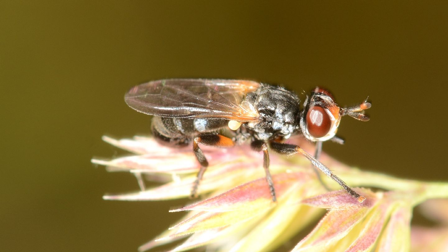 Conopidae: Thecophora sp.