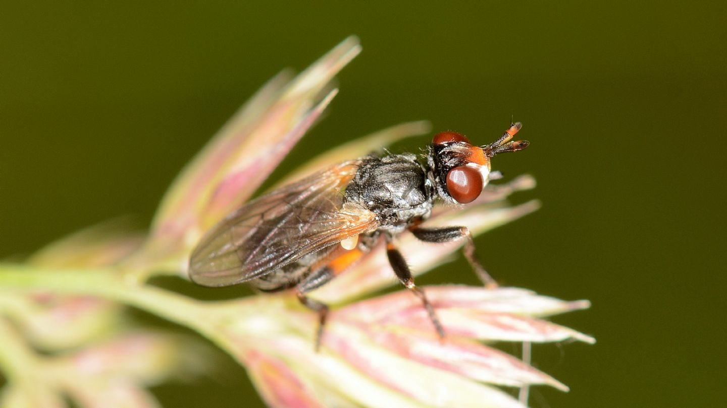 Conopidae: Thecophora sp.