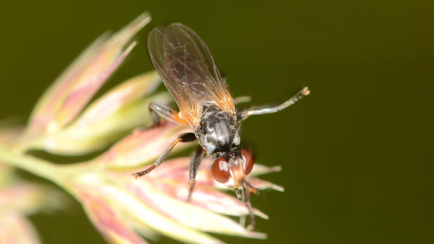 Conopidae: Thecophora sp.