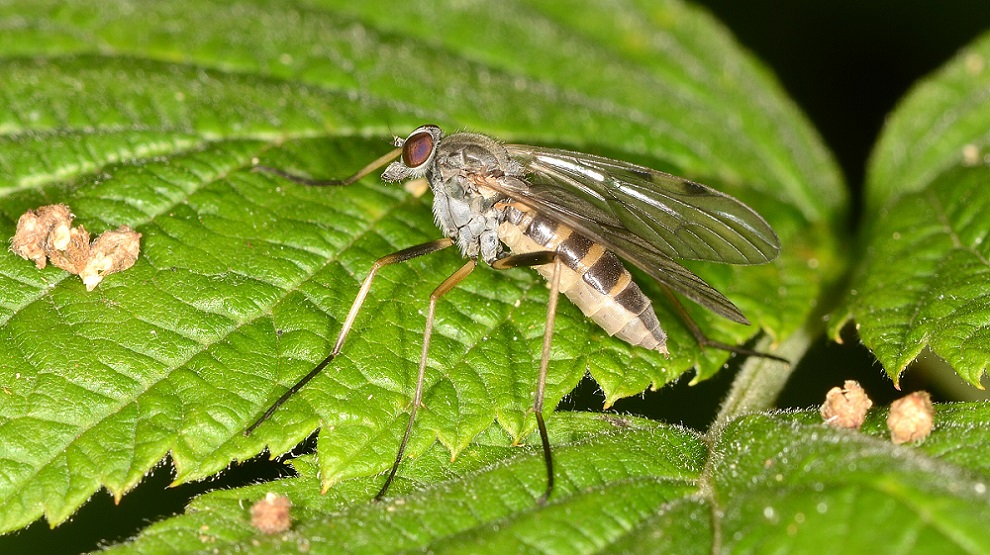 Rhagionidae: Rhagio maculatus