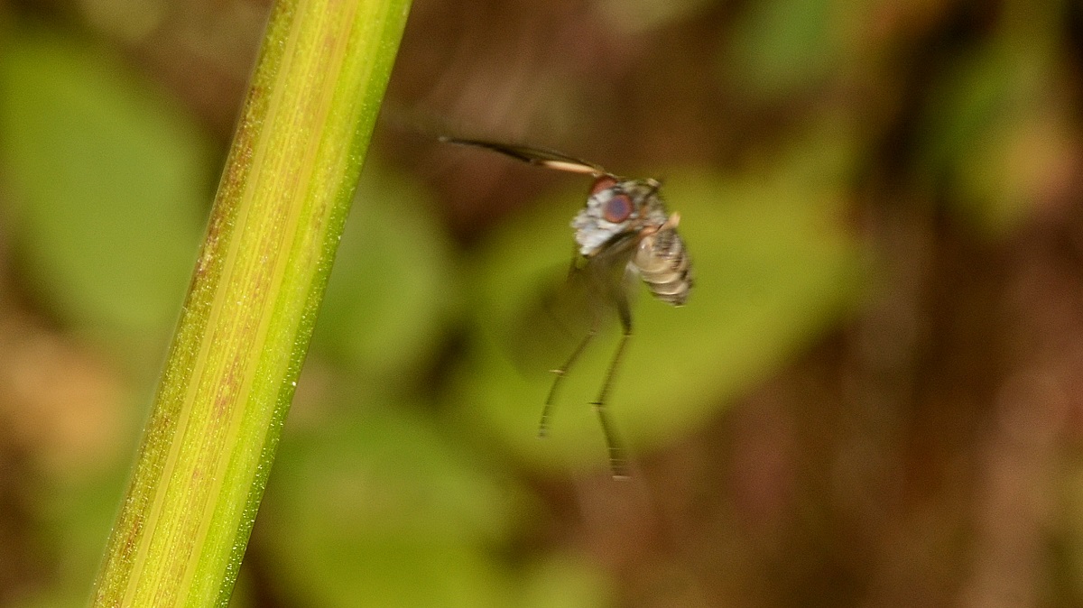 Rhagionidae: Rhagio maculatus