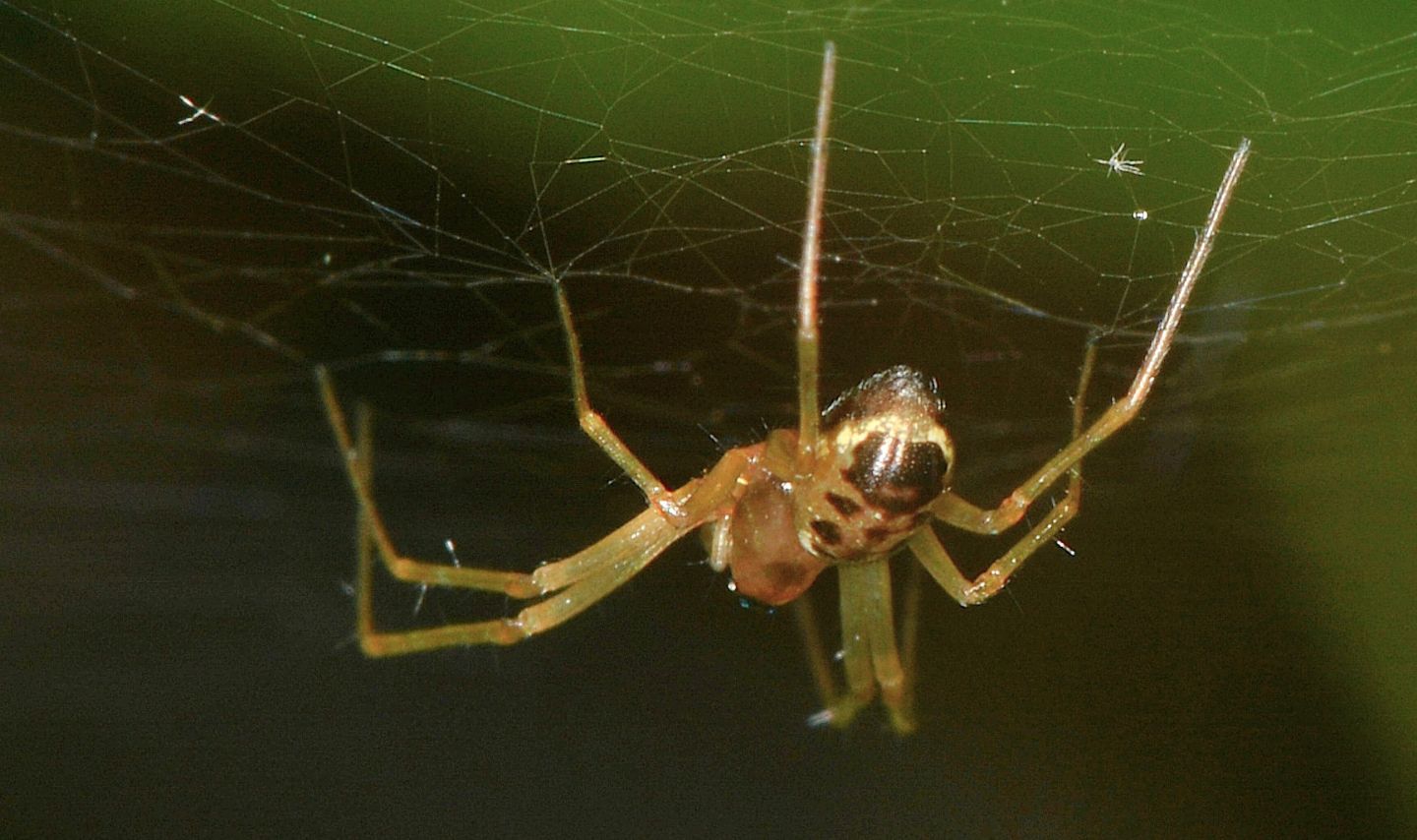 Linyphiidae: cfr. Linyphia sp., maschio - Bannio Anzino (VCO)