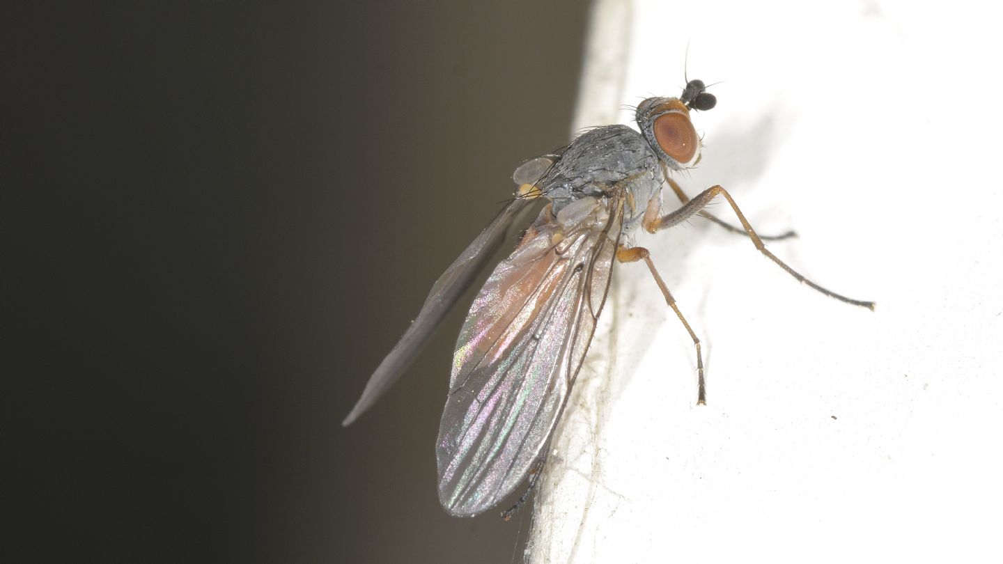 Anthomyidae: cfr. Pegomya sp.