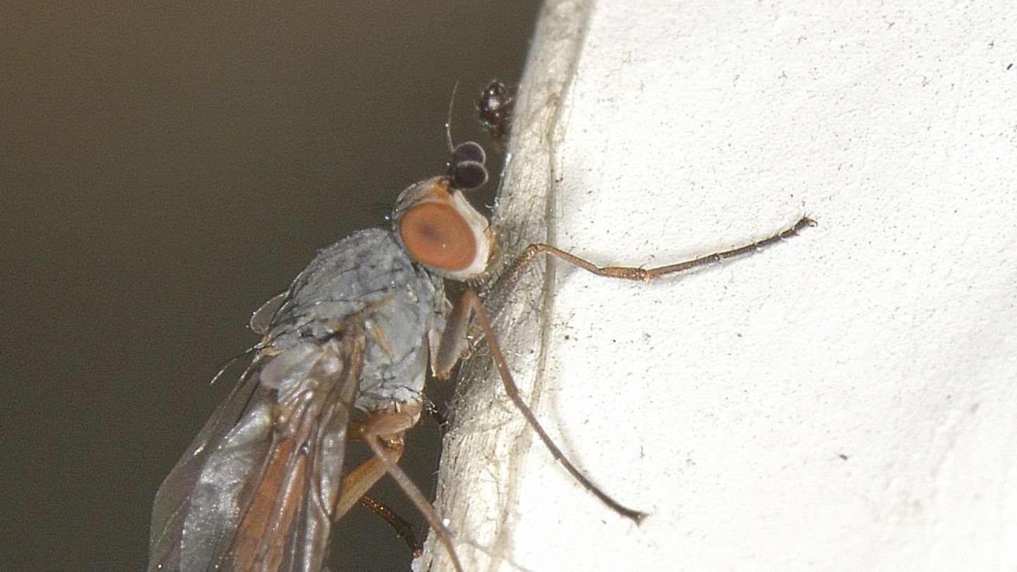 Anthomyidae: cfr. Pegomya sp.